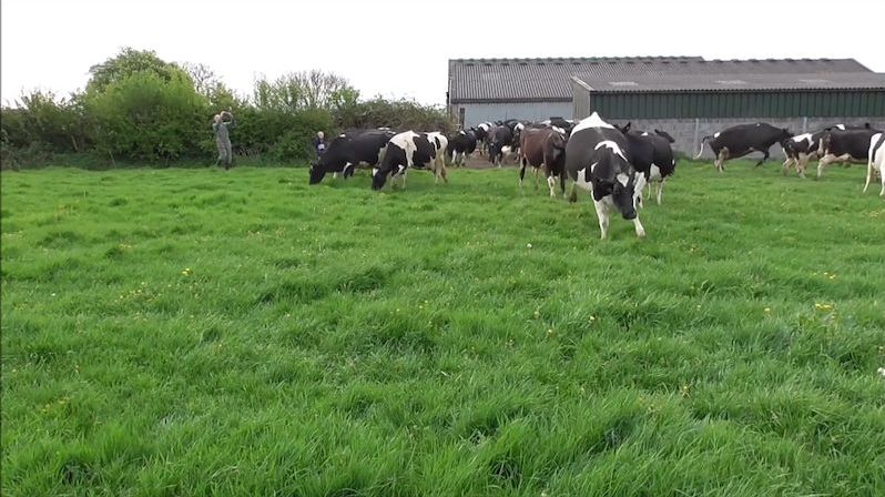 Krávy názorně předvedly, jaké to je po dlouhé době vyjít ven